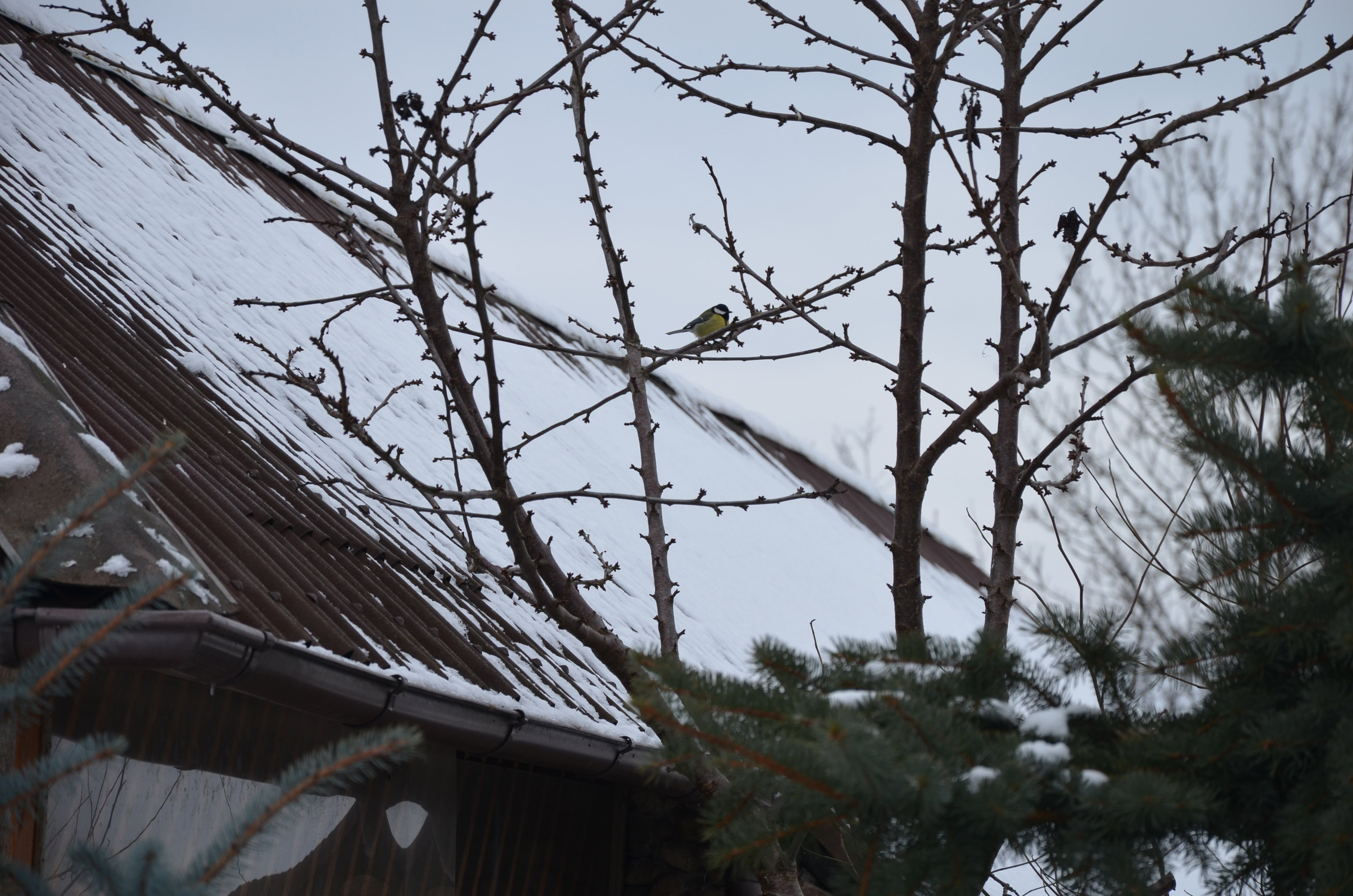 Sikorka modraszka :)
Przyleciała do corocznego karmnika :) zresztą ona niejedna  przylatują różne gatunki ptaków nawet niektórych nie rozpoznaję :)