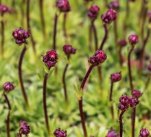 Skalnica Saxifraga (zdj.: Fotolia.com)