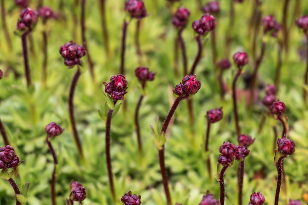 Skalnica Saxifraga (zdj.: Fotolia.com)