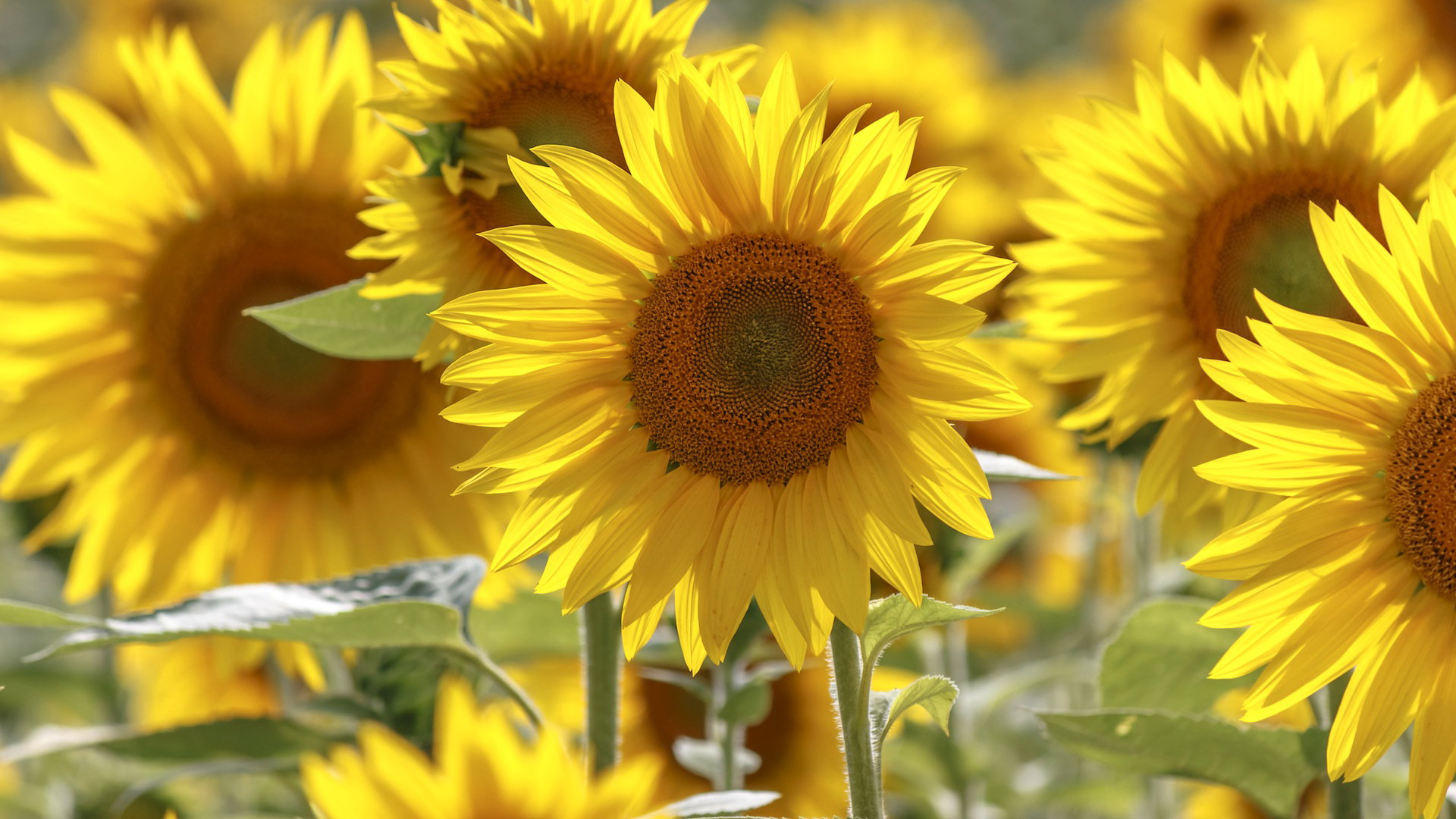 Słonecznik zwyczajny Helianthus annuus (zdj.: Fotolia.com)
