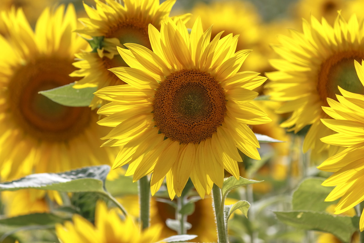 Słonecznik zwyczajny Helianthus annuus (zdj.: Fotolia.com)