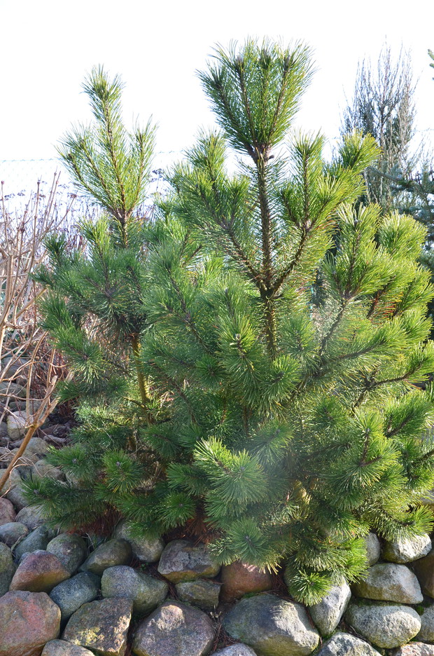 Sosna miniaturowa  -  to rośliny zimozielone o długich, wąskich igłach. Charakteryzują się dużym zakresem tolerancji na warunki środowiska i temperatury. Rozmnażają się płciowo, wytwarzając osobno męskie i żeńskie kwiatostany. 