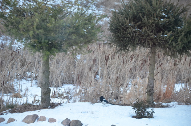 Sroki -   są to moje stałe bywalce , mam ich na działce około 50 sztuk :)
Wcinają wszystko  :)