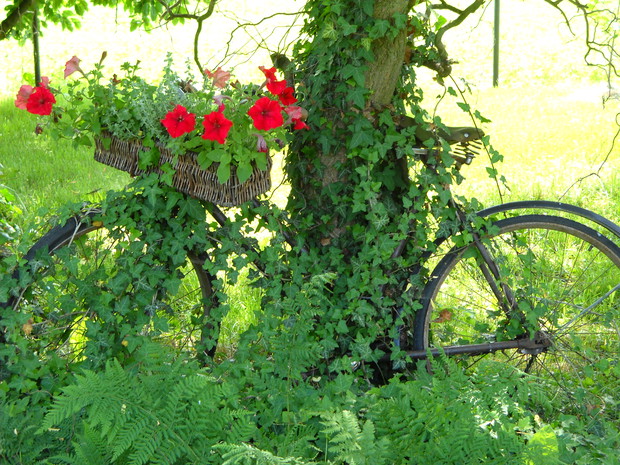 Stary rower pod wierzbą.