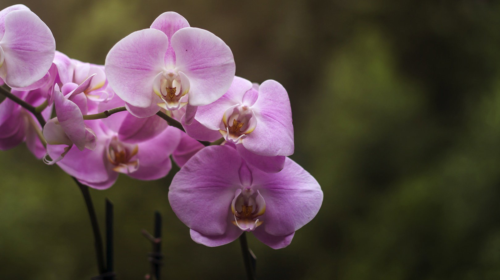 Storczyk falenopsis Phalaenopsis (zdj.: Fotolia.com)