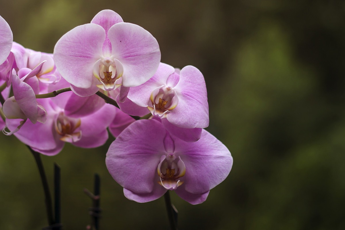 Storczyk falenopsis Phalaenopsis (zdj.: Fotolia.com)