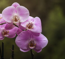 Storczyk falenopsis Phalaenopsis (zdj.: Fotolia.com)