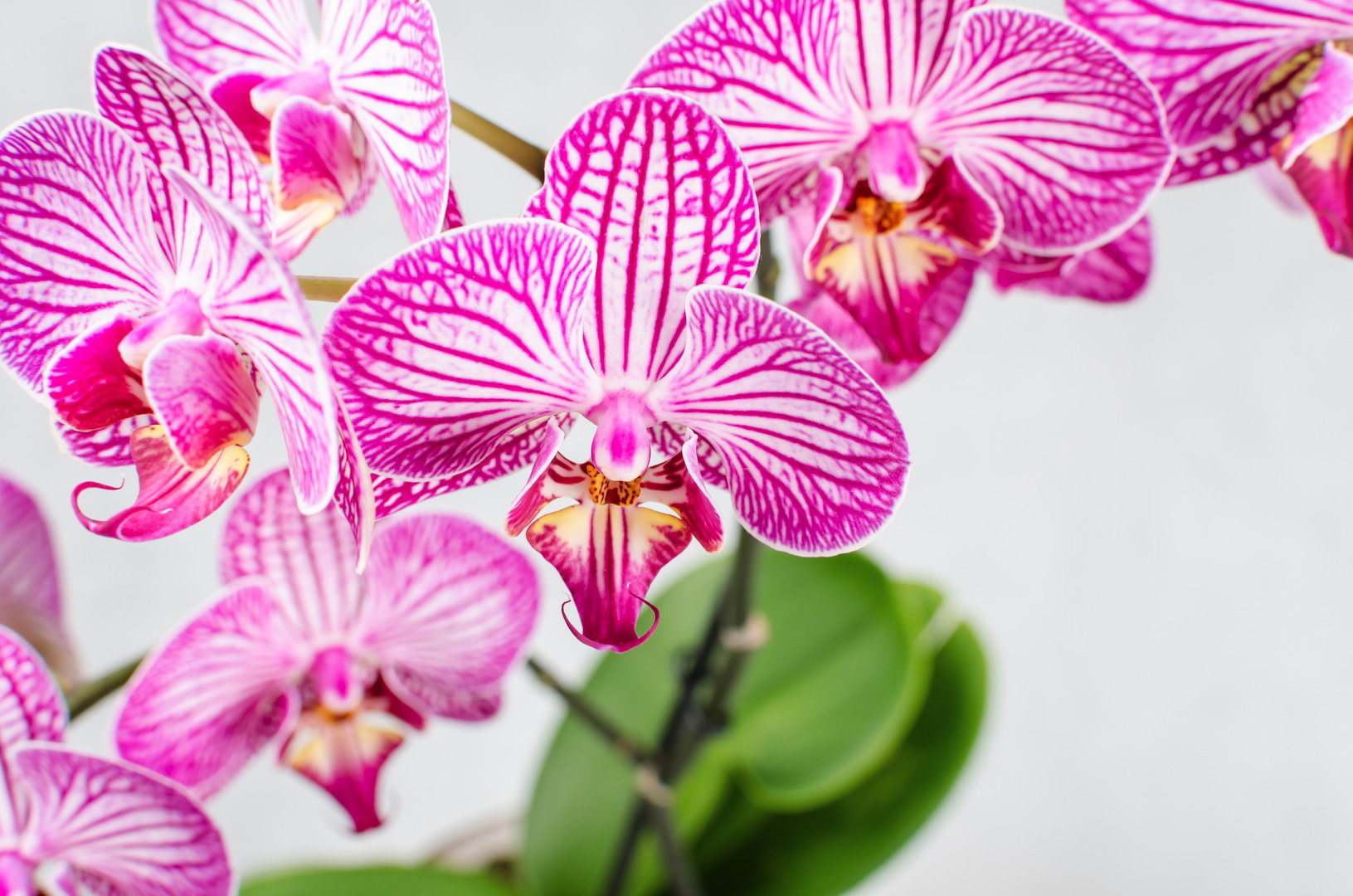 Storczyk Phalenopsis (zdj.: Fotolia.com)
