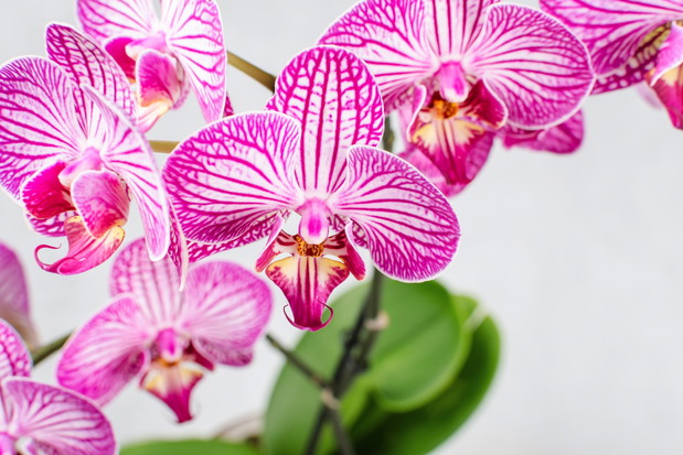 Storczyk Phalenopsis (zdj.: Fotolia.com)