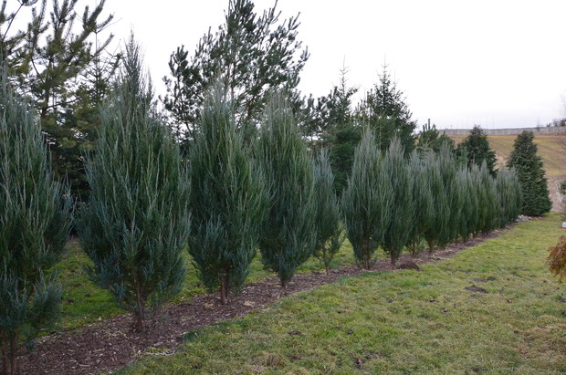 Strona północna mojej posesji :)