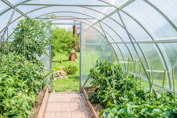 Szklarnia latem (zdj.: Fotolia.com)