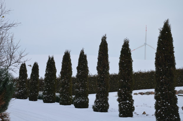 Szpaler moich  tui <)
