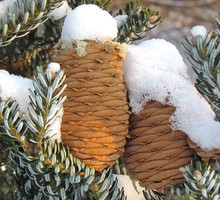 Szyszki zimozielonej jodły koreańskiej (zdj.: Fotolia.com)