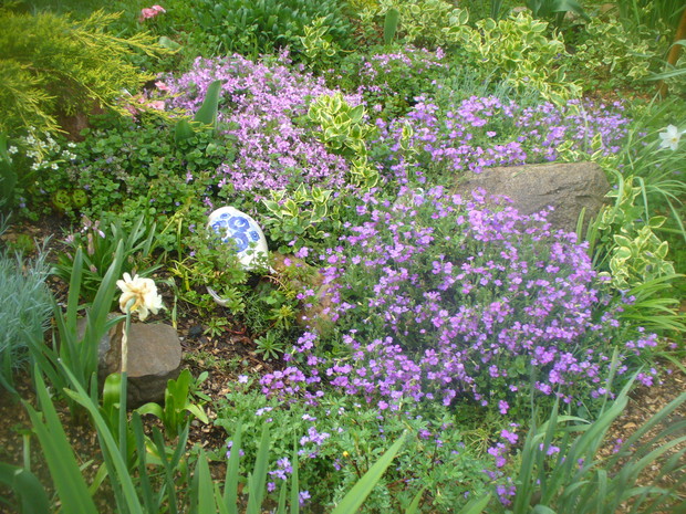 taki tam floks szydlasty