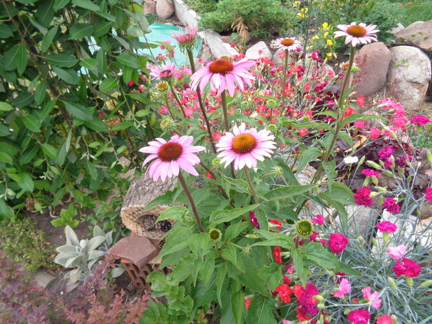 To rośliny miododajne są wabikiem dla owadów . 