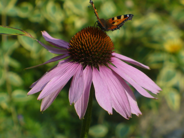 to zdjęcie mam na pulpicie 