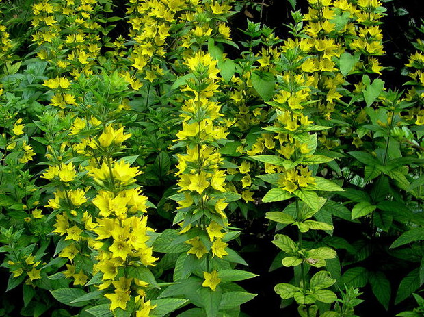 Tojeść -  jest klasyczną, powszechnie występującą w Polsce rośliną okrywową. Należy do rodziny pierwiosnkowatych. Rośnie nad brzegami strumieni i stawów, w wilgotnych lasach i na łąkach. Tworzy rozległe, ale niskie kobierce. Żółte kwiaty z ciemnoczerwonym