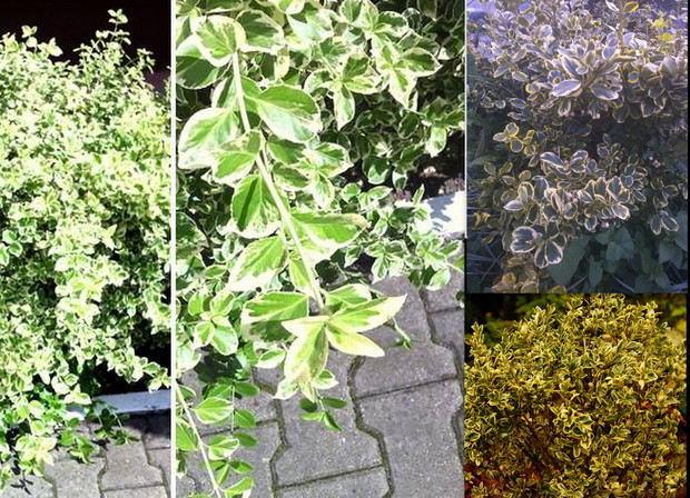 Trzmieliny- to krzewy, małe drzewa lub pnącza ozdobne chętnie wykorzystywane w ogrodach. Znanych jest około 120 gatunków z czego w Polsce dziko rosną  jedynie 2. Trzmielina to roślina która naturalnie rośnie w Europie, Azji i Ameryce Północnej.