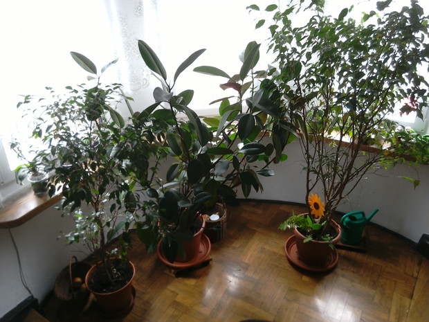 Trzy fikusy. Ten w środku to mój ulubiony. :)