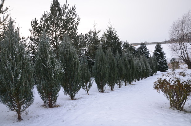 Tu ptaki mają swój raj na ziemi nikt im tu nie przeszkadza :)
