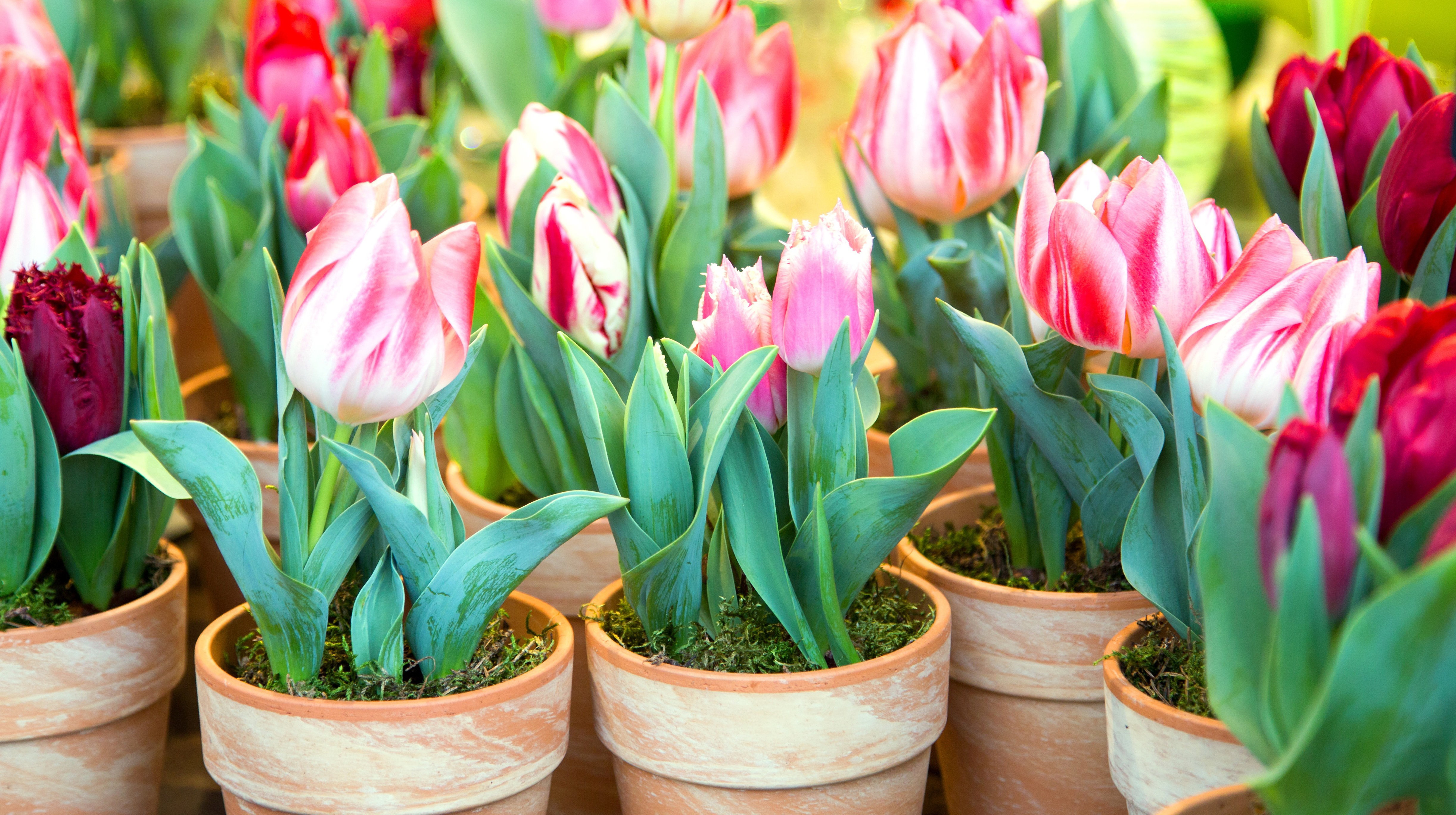 Tulipany doniczkowe (zdj.: Fotolia.com)