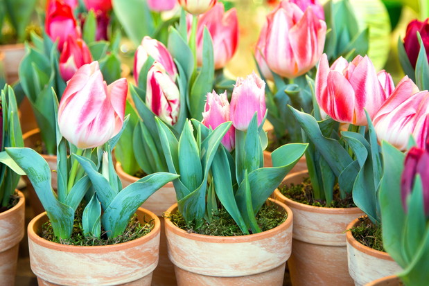 Tulipany doniczkowe (zdj.: Fotolia.com)
