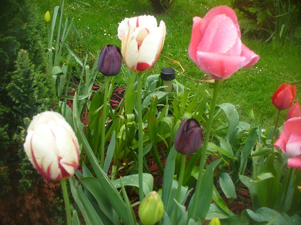 tulipany