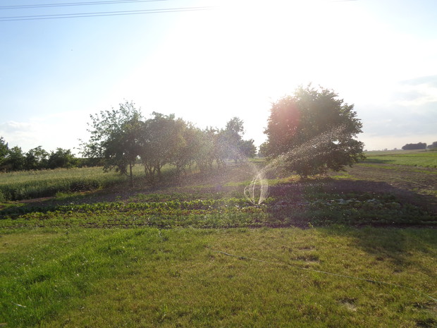 Udane nawadnianie warzyw. 