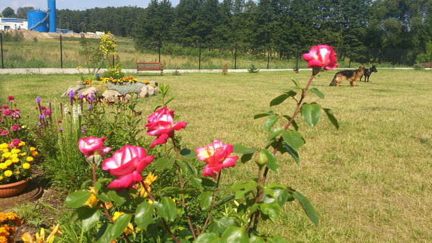 ulubiona róża o malinowym zapachu