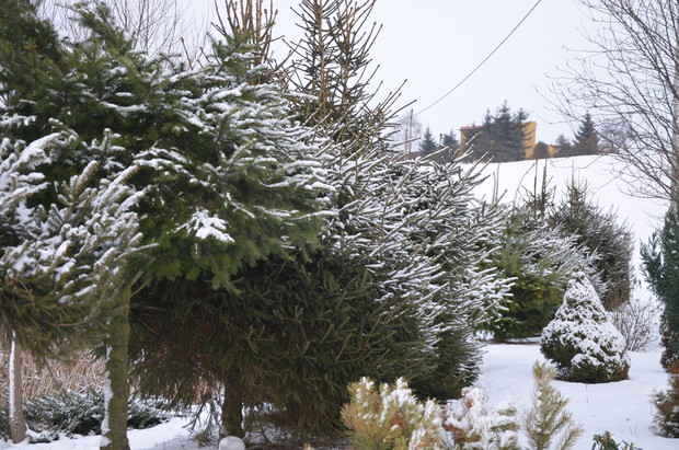 Uwielbiam  gdy  na choinkach  znajduje  się  śnieg  :)