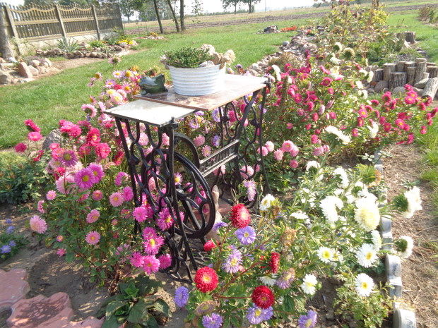 W jesiennych astrach nie brakowało motyli i innych owadów. 