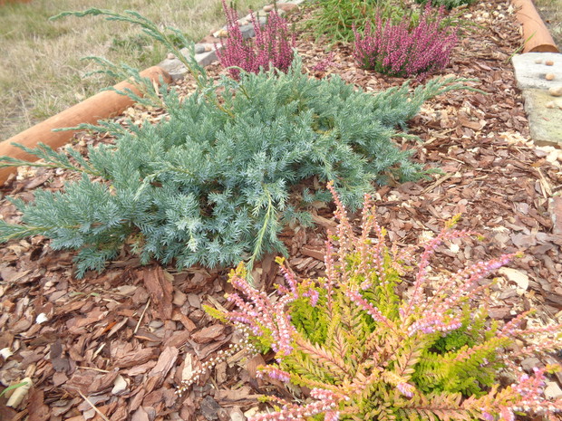 W jesiennym chłodzie owady pocieszały się we wrzosach. 