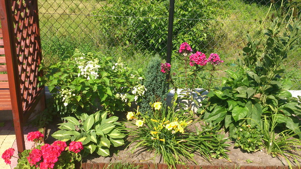 w lewym rogu hosta striptease