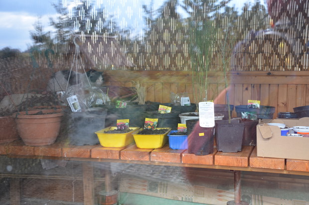 W maju  wszystko będzie gotowe , żeby wsadzić w grunt :)   2016 r.