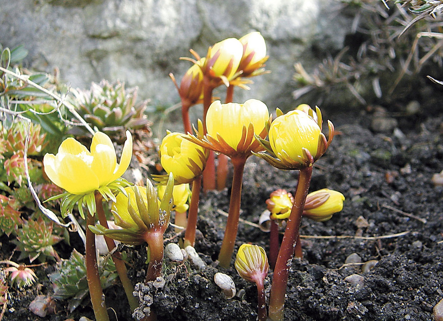 „W Polsce ranniki nie rosną w warunkach naturalnych. W ogródkach także są rzadkimi gośćmi”.