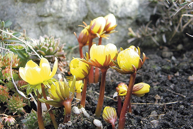 „W Polsce ranniki nie rosną w warunkach naturalnych. W ogródkach także są rzadkimi gośćmi”.