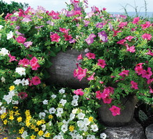 Warto jeszcze przed rozpoczęciem sezonu przyjrzeć się roślinom, które wypełnić mają taras. Część z nich mogła źle znieść zimowanie.