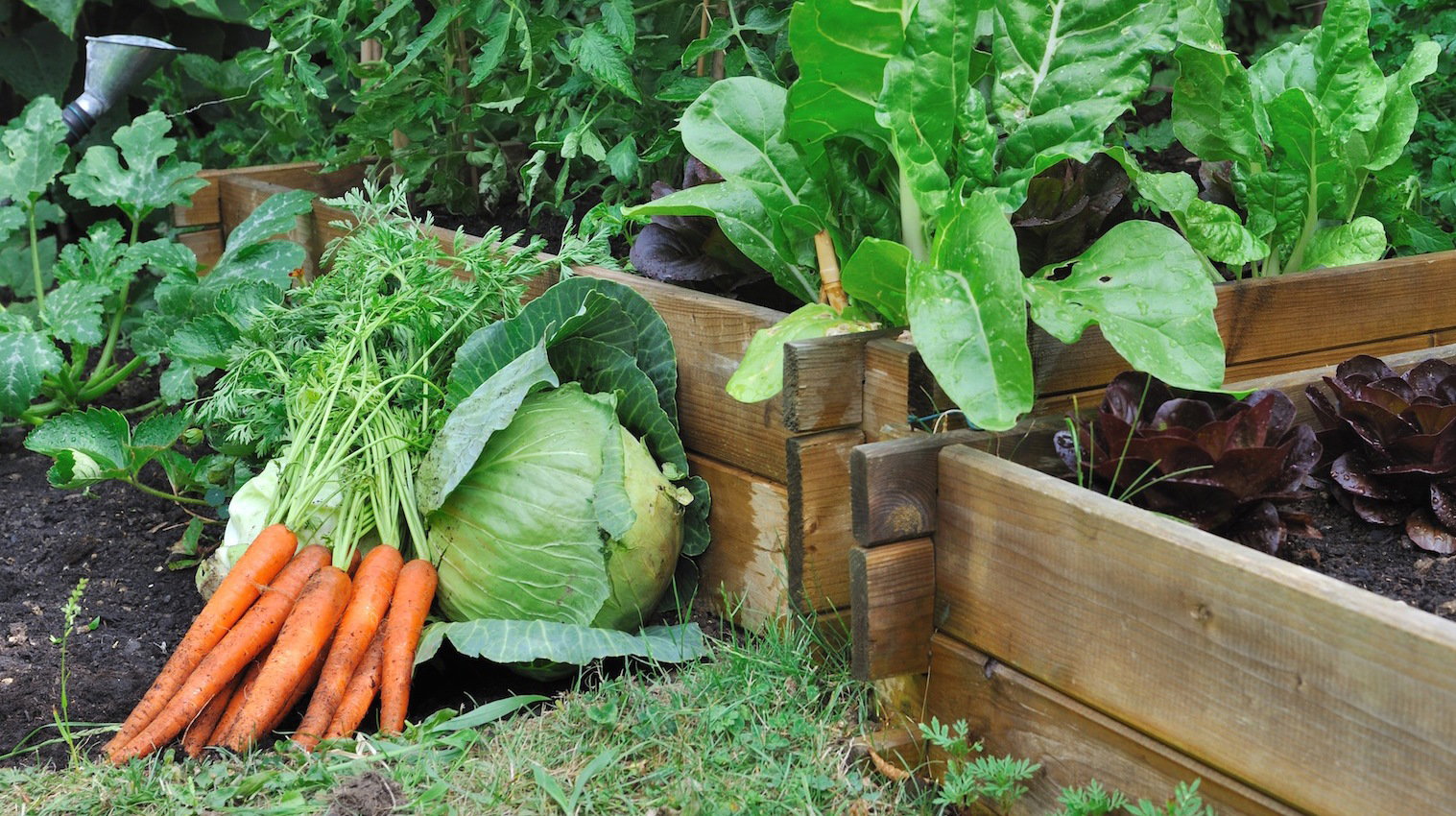 Warzywa na wzniesionej grządce (zdj.: Fotolia.com)