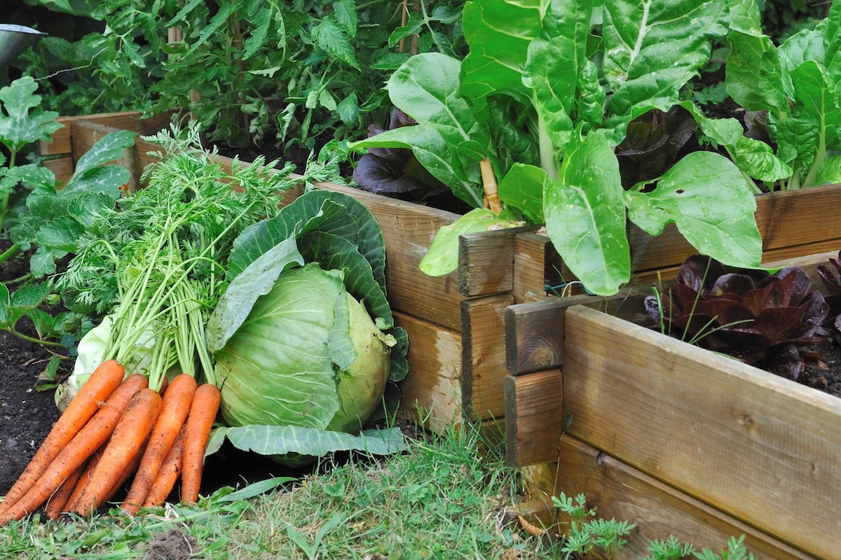 Warzywa na wzniesionej grządce (zdj.: Fotolia.com)