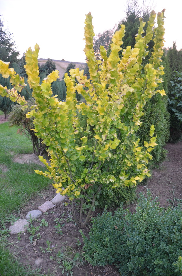 Wiąz -  jest dość twardym  i ciężkim, wodoodpornym drzewem. Dobrze znosi długotrwałe (do 20 dni) zalewy. Jest odporny na mrozy i dobrze znosi zacienienie.Rośnie w wraz z topolami i wierzbami oraz w wilgotnych lasach na żyznych, głębokich glebach. 