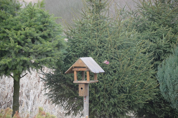 WIDZICIE to co ja ????   
Na mojej działce zagościł różowy mazurek :)))))))))))))))