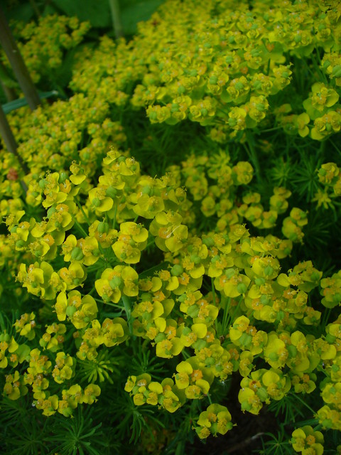 Wilczomlecz sosnka – rodzaj roślin z rodziny wilczomleczowatych, liczący około 1600-2000 gatunków. Zamieszkuje cieplejsze strefy całego świata, szczególnie licznie w Afryce. W Europie występuje dziko ok. 100 gatunków, w Polsce jest  ponad 20 odmian.