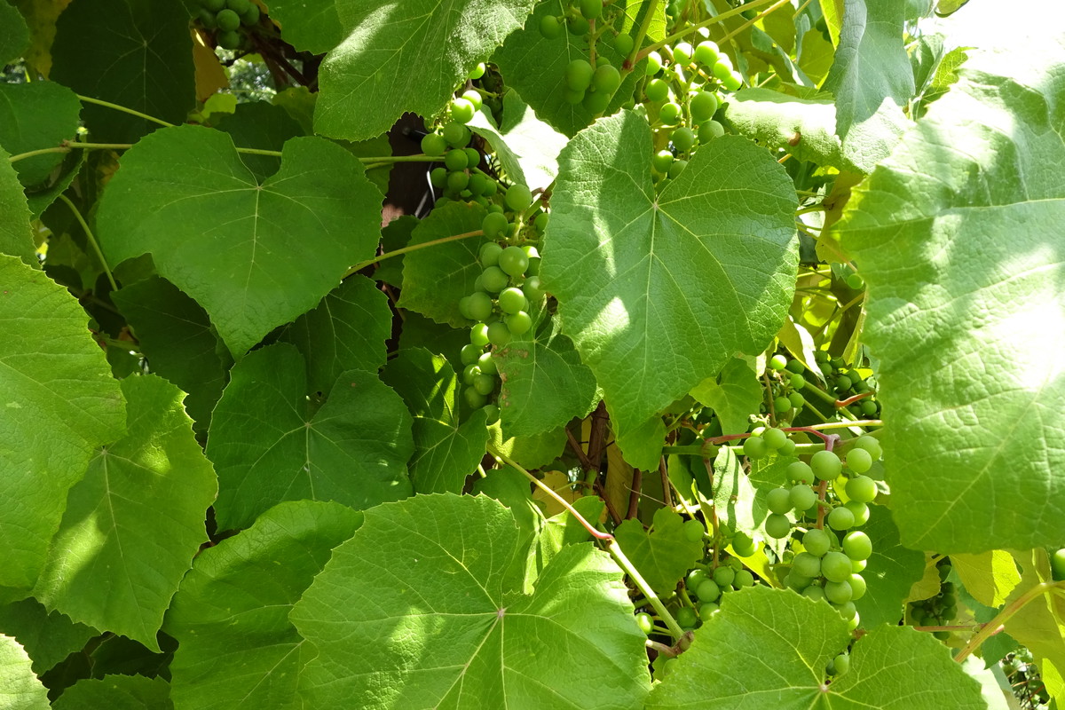 winogron