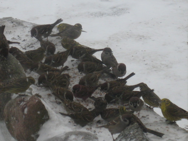 Wróbelki i Mazurki i jeden Trznadel :)