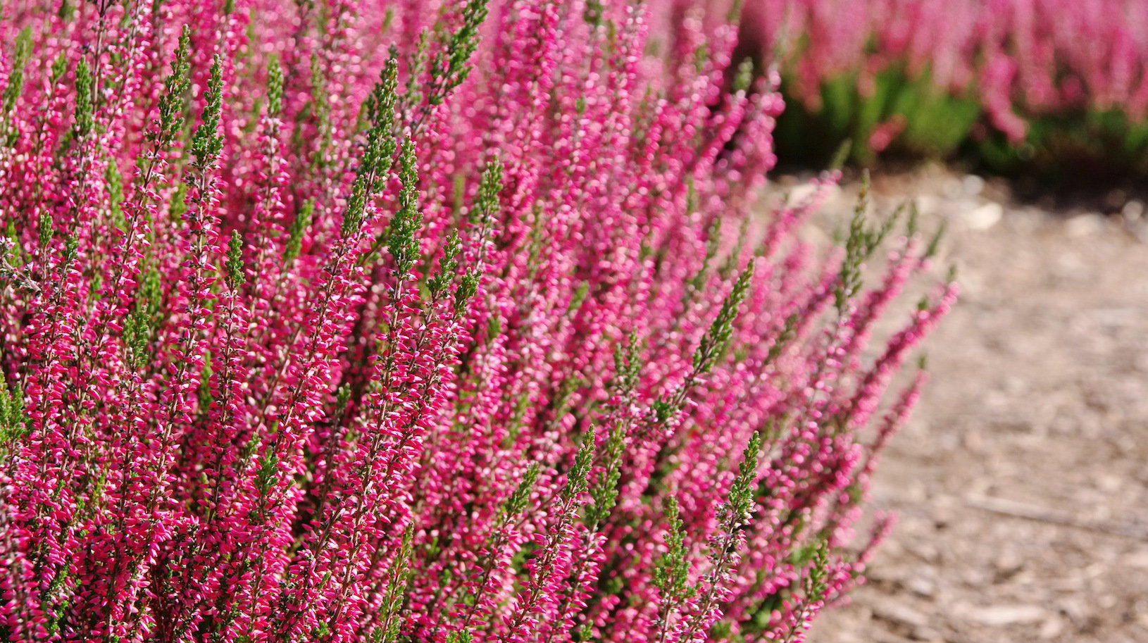 Wrzośce (zdj.: Fotolia.com)