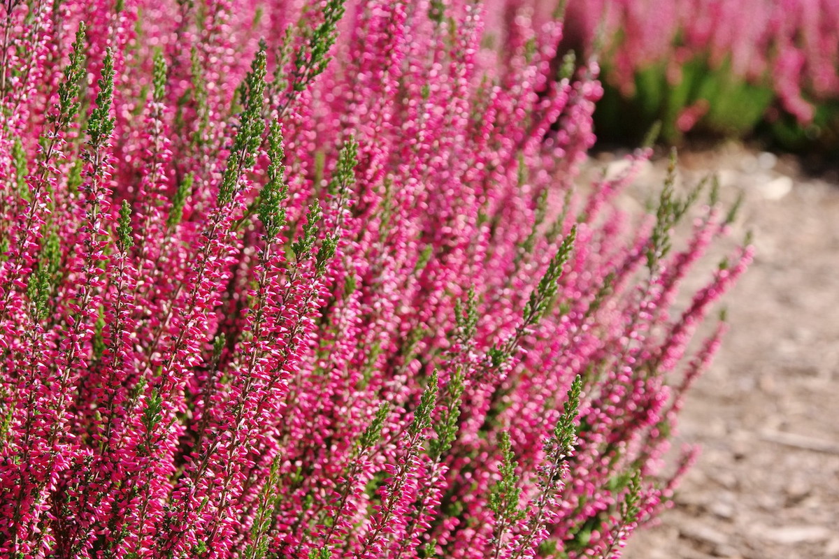 Wrzośce (zdj.: Fotolia.com)