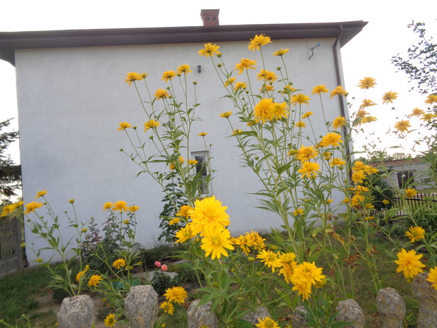 Wspaniała rudbekia naga. 