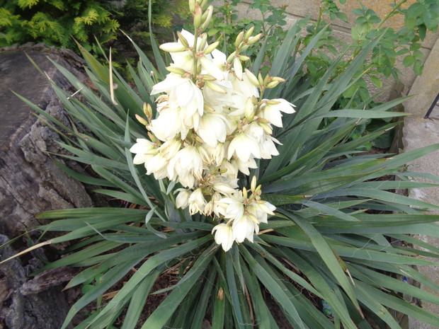 Wspaniale kwitnąca juka. 