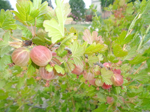 Wspaniałe owoce agrestu.