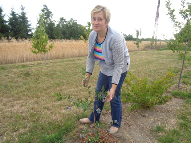 Wspaniałe owoce borówki.